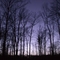 Night Trees
