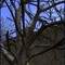 Dead Tree