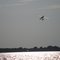 Sea Planes landing during EAA