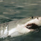 Shark Profile