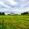 Textured Field after Rain