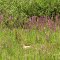 Medicine Bow Forest; Elephants Head Louseworts