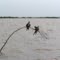 Two Frigate Birds on a Marker