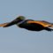 Brown Pelican in Winter Sunset