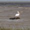 Pelican Facing East Bay