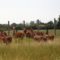 Group of Exotic Antelope