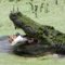 Alligator at Lunch
