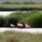 Roseate Spoonbills in the Wetlands at Smith Point