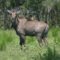 An Exotic Antelope