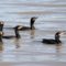 Cormorants