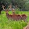 Exotic Red Deer at Smith Point
