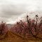 I-5 Almond Grove in Pink Spring Blossoms