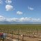 South Valley Vineyard