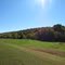 Forest by the highway, near Davis, OK - November 4, 2011