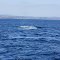A Whale of a Trip! 08/02/2012