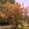 Bottlebrush Tree