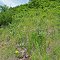 Trenton Bluff Prairie State Natural Area