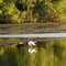 Great Egret at Caesar Creek