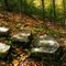 Stone Stairs in the Woods