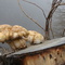 fungus