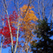Hunter- New York-Fall