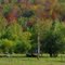 Livestock At Rest (Enlarge)