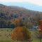 Farmhouse and Cattle