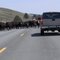 Cattle Drive Up Highway 26!