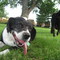 Peggy Sue at rest