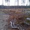 cleared area in Sam Houston National forest