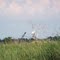 Common Egret - Ardea alba