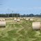 Hay rolls in Fish Point State Game Area