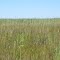 25 miles long reed fen in Fish Point Wildlife Area