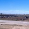 Cattle