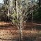 Joven Pe de pera ( young pear tree)