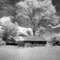 Shed, Tree and Sky in Infrared