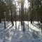 Our woods