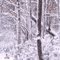 Sugar Mountain Snowfall
