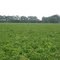 Potato field