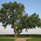 cottonwood