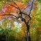Pretty Fall Colors