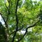 Oak