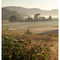 Gahr Farm in morning fog