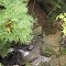 Cheeseman Run Falls (~8')