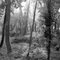 Woods in the morning - Paint Creek - Greenfield, Ohio