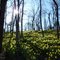Sun through the Trees at Helen Lee's Daffodil Farm