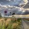 Road of Plenty