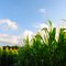 Sunlit Corn