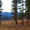 pines near diamond mountains