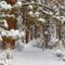 snowy pines